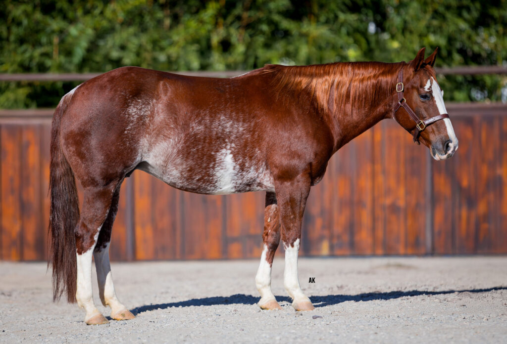 cromed-out-cat-conformation