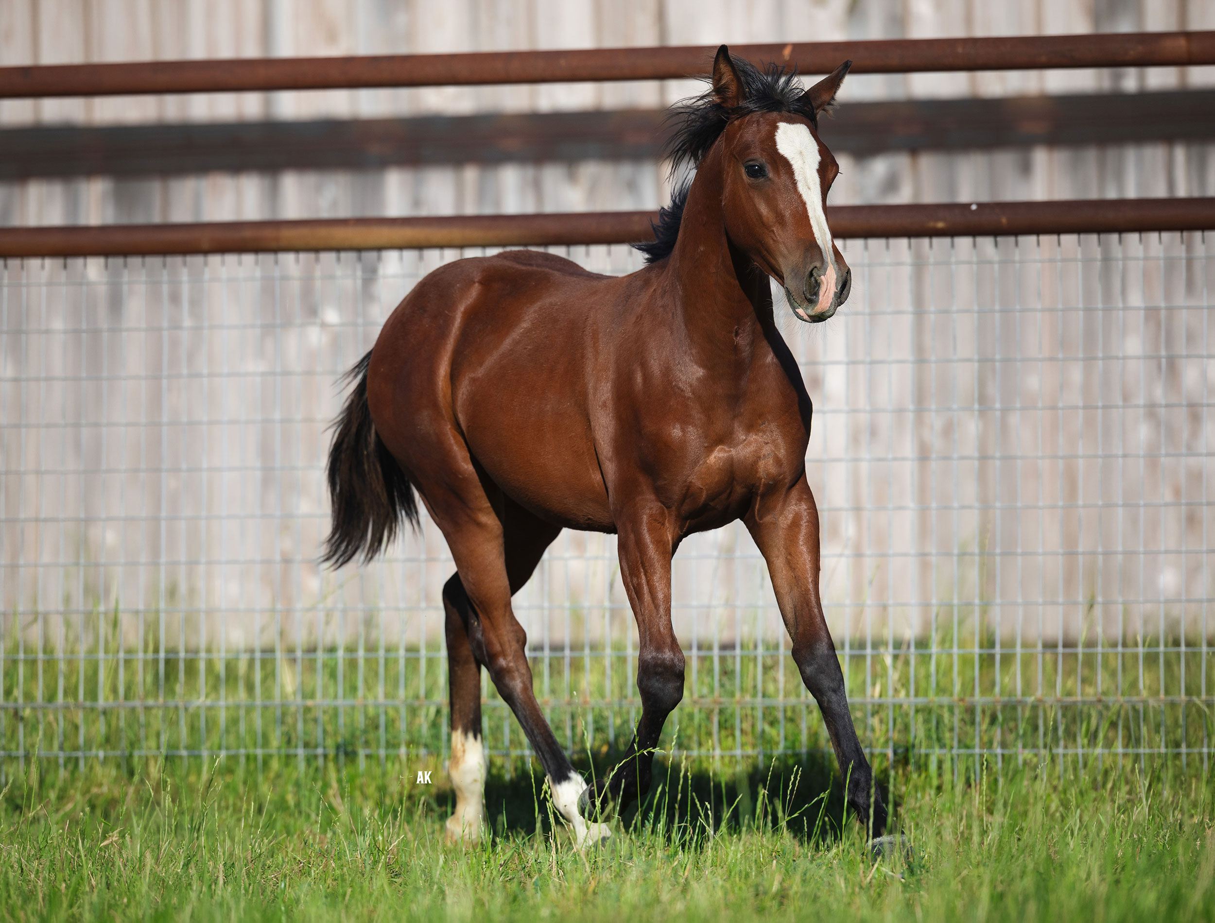 2026 Filly (Badboonarising x Cats Vida Moon)