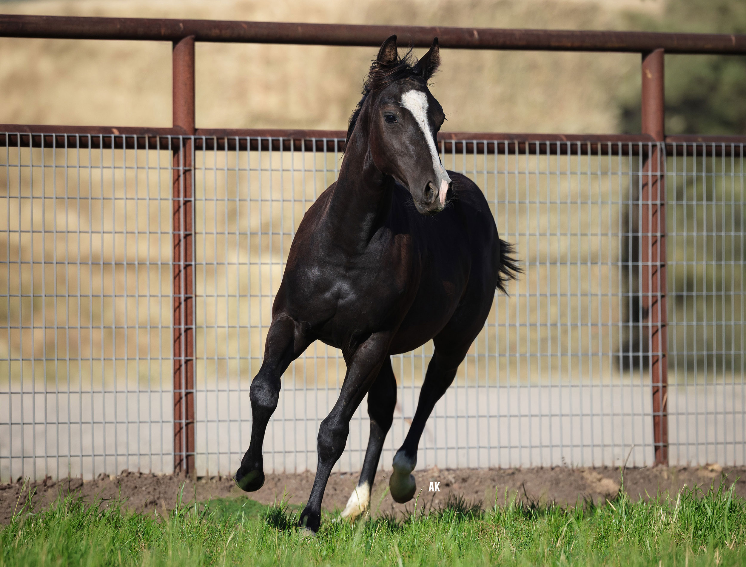 2026 Filly (Badboonarising x Paradox Metal Gunz)