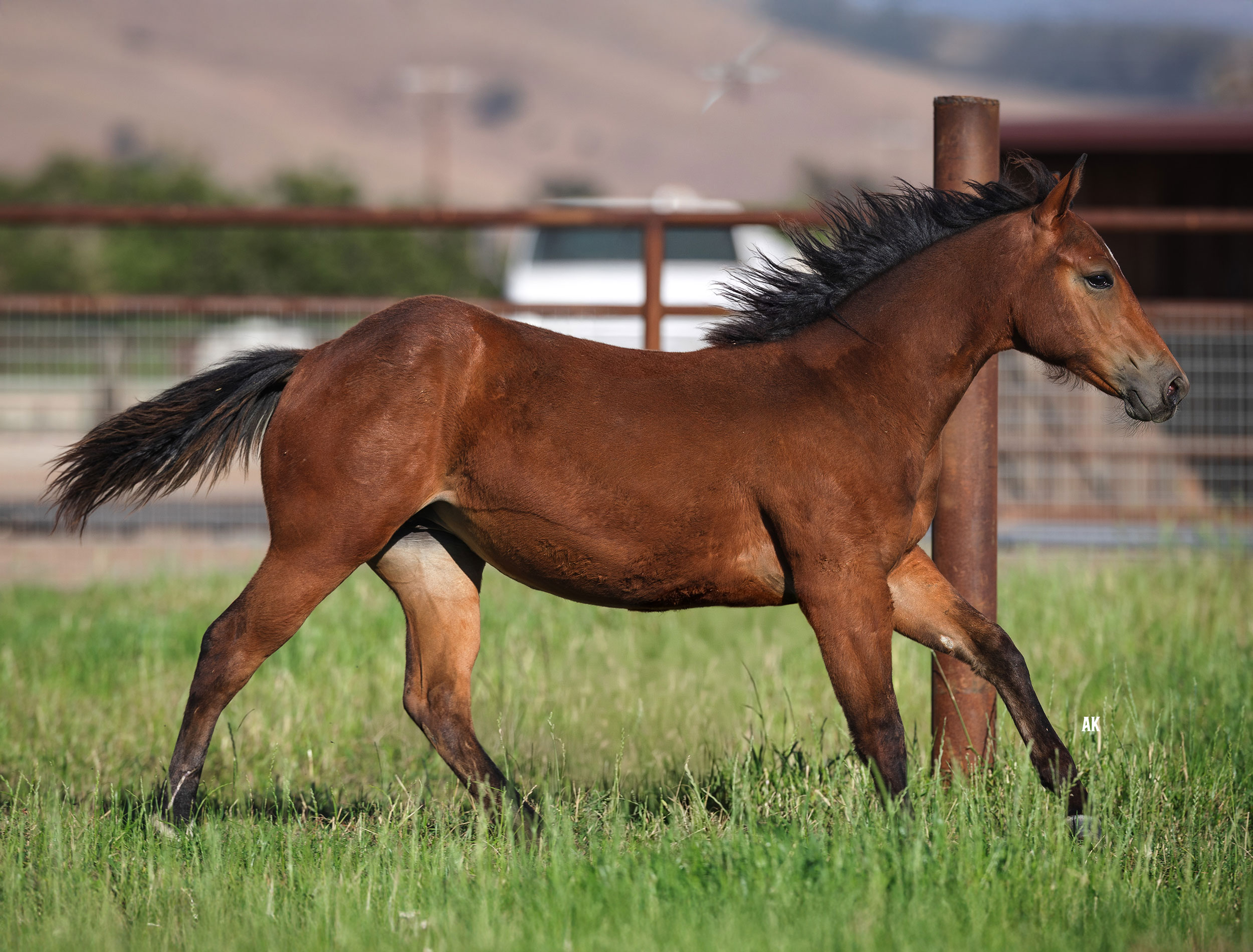 2026 Filly (CR Hes A Tuff One x Hicktown)
